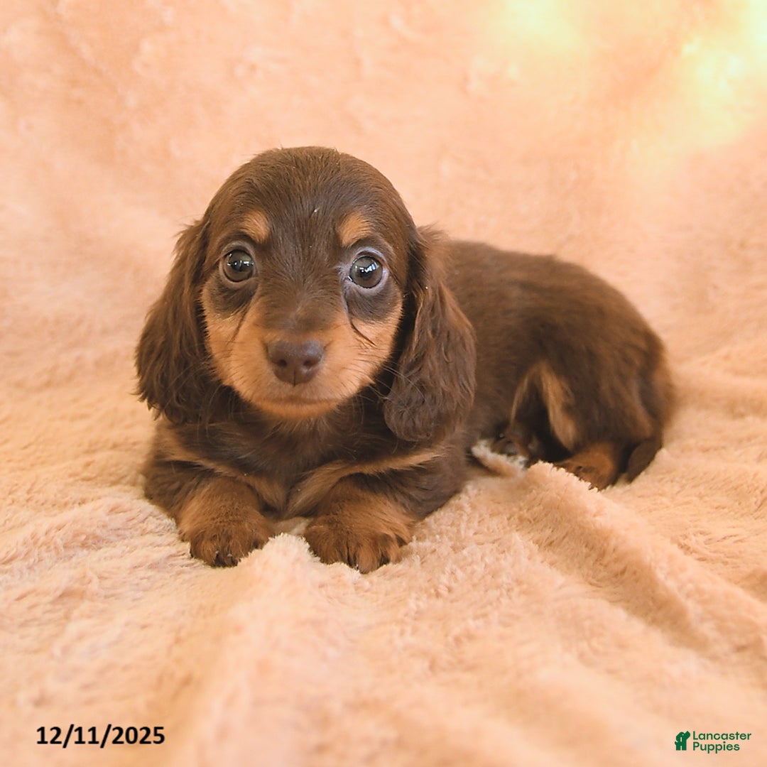 Miniature Dachshund dogs for sale: Sweet Pea - Ad 2