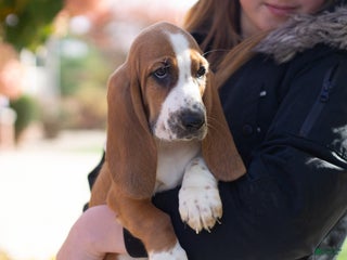 Basset Hound dogs - Ad 1