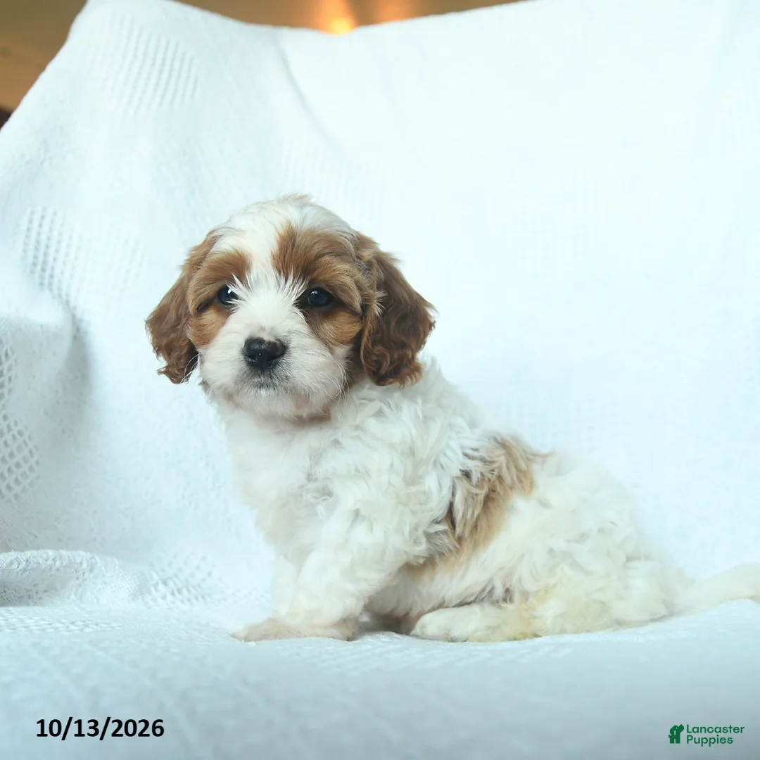 Mixed Breed dogs for sale: Pumpkin - Ad 2