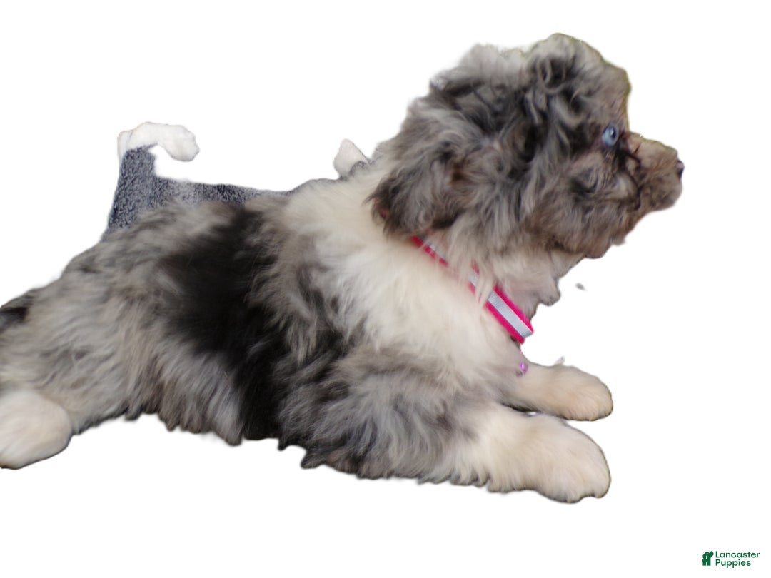 Mini Aussiedoodle dogs for sale: Mini Aussie-doodle Puppy 1 Blue Ivy - Ad 3
