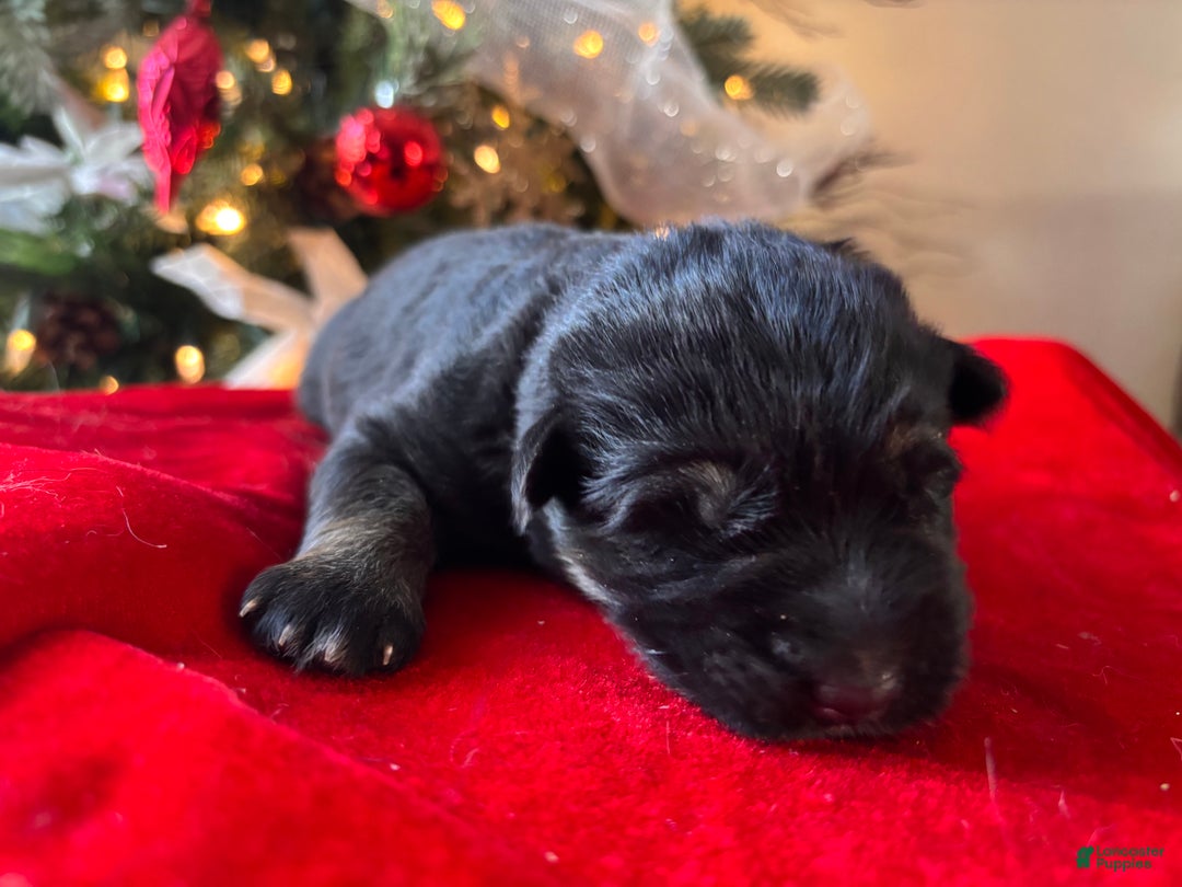 German Shepherd dogs for sale: Midnight  - Ad 2