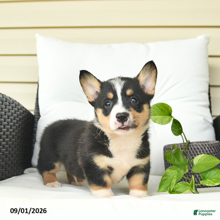 Welsh Corgi Pembroke dogs Bandit  - Ad 1