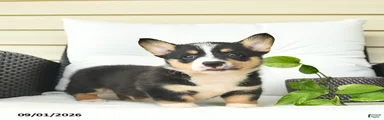 Bandit 