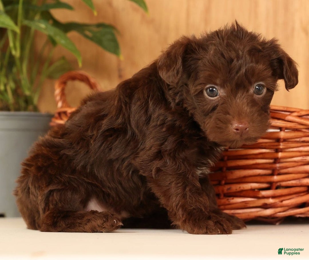 Yorkiepoo dogs for sale: Duey - Ad 9