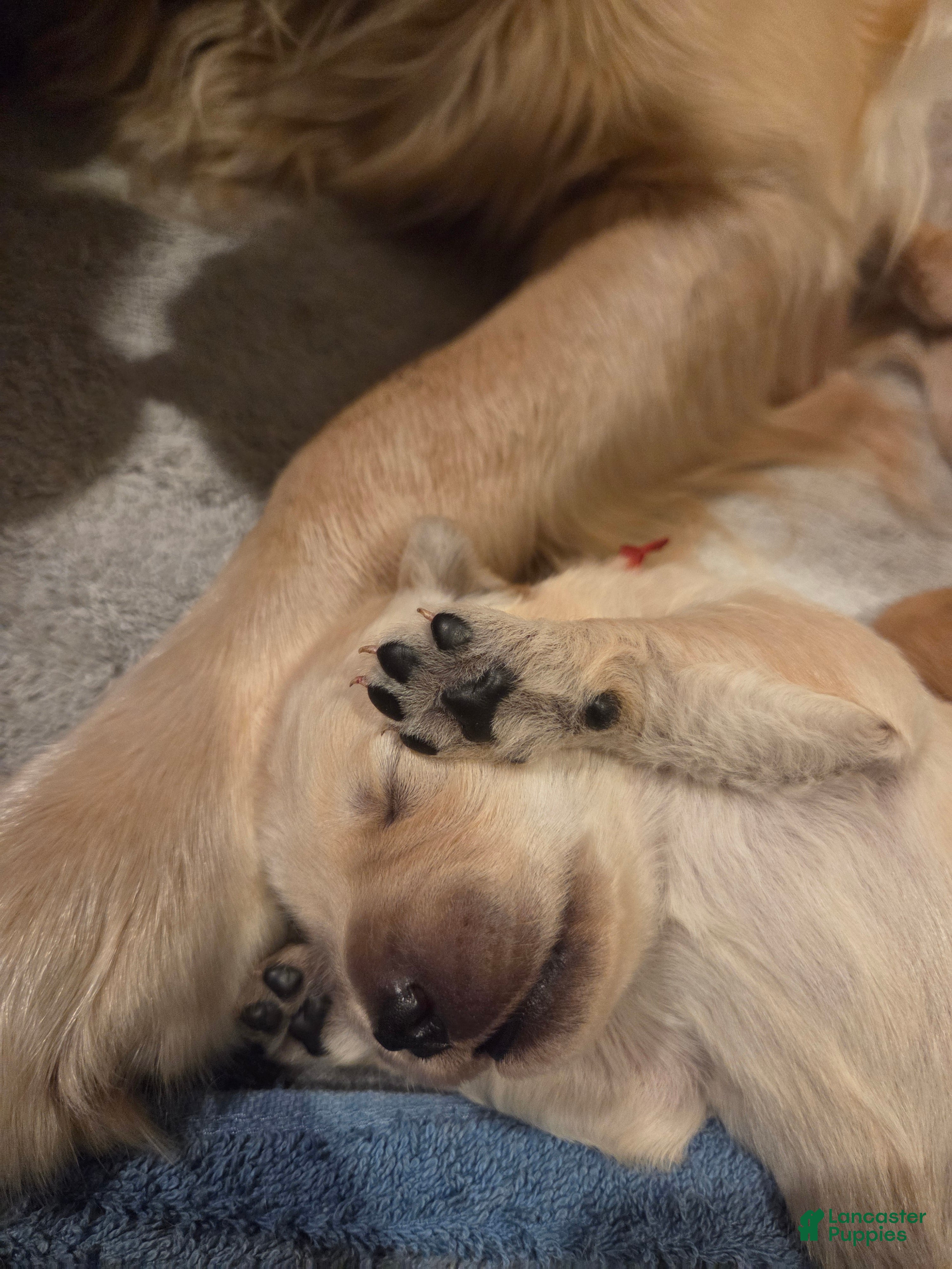 Golden Retriever dogs Golden Retriever Puppy Ms. Red Lady - Ad 25