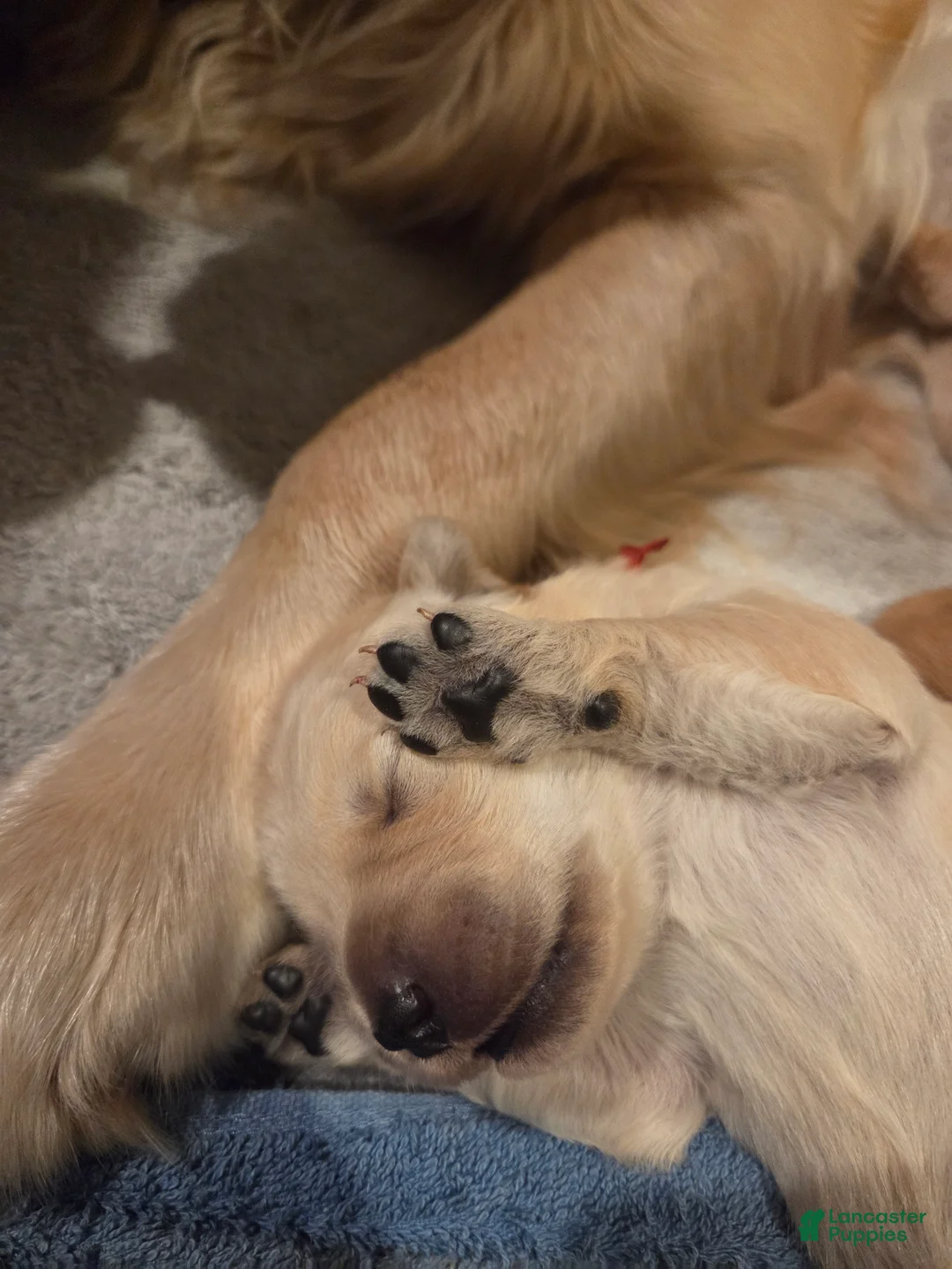 Golden Retriever dogs for sale: Golden Retriever Puppy Ms. Red Lady - Ad 1