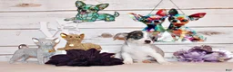 Chihuahua dogs for sale: Fuego - Ad 1