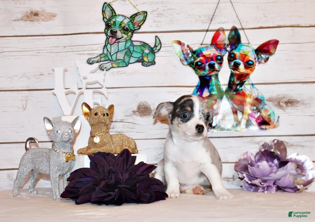 Chihuahua dogs for sale: Fuego - Ad 1
