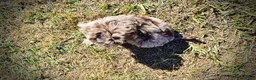 Havapoo dogs for sale: Punky - Ad 9