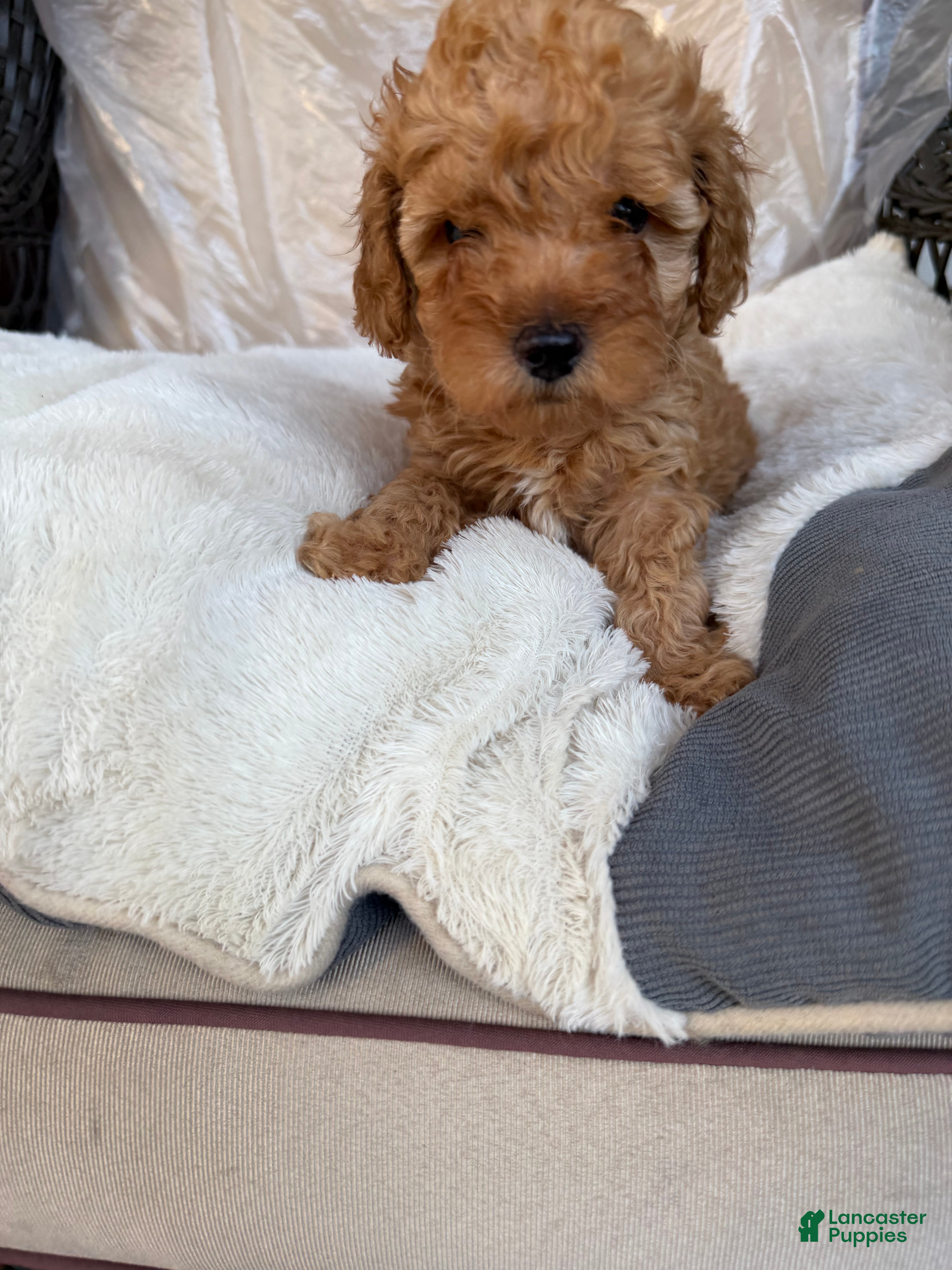 Toy Poodle dogs Toy Poodle Puppy 1 - Ad 1