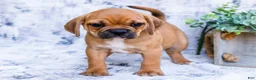 Puggle dogs for sale: Terry - Ad 3