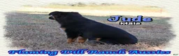 Miniature Australian Shepherd dogs for sale: Jude - Ad 3