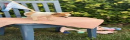 Chihuahua dogs for sale: Honey - Ad 15