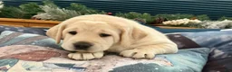 Labrador Retriever dogs for sale: Labrador Retriever Puppy 3 - Ad 3