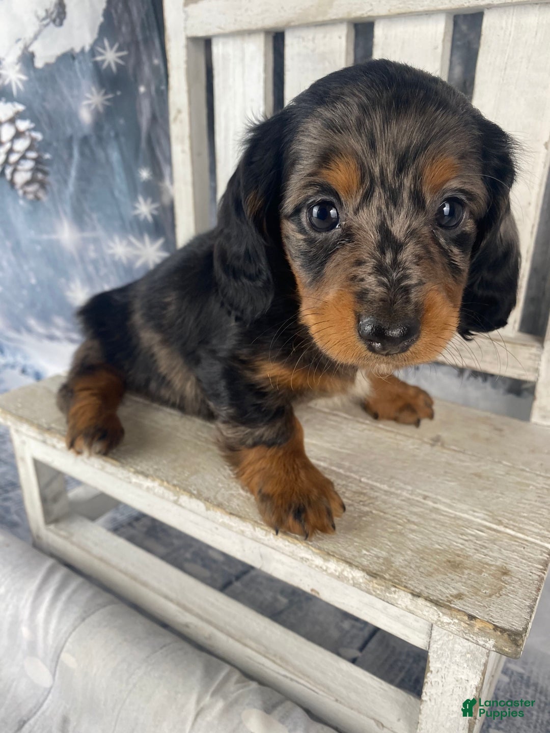 Miniature Dachshund dogs for sale: Dixie - Ad 5