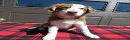Mixed Breed dogs for sale: Australian Shepherd Puppy 1 Roger - Ad 1