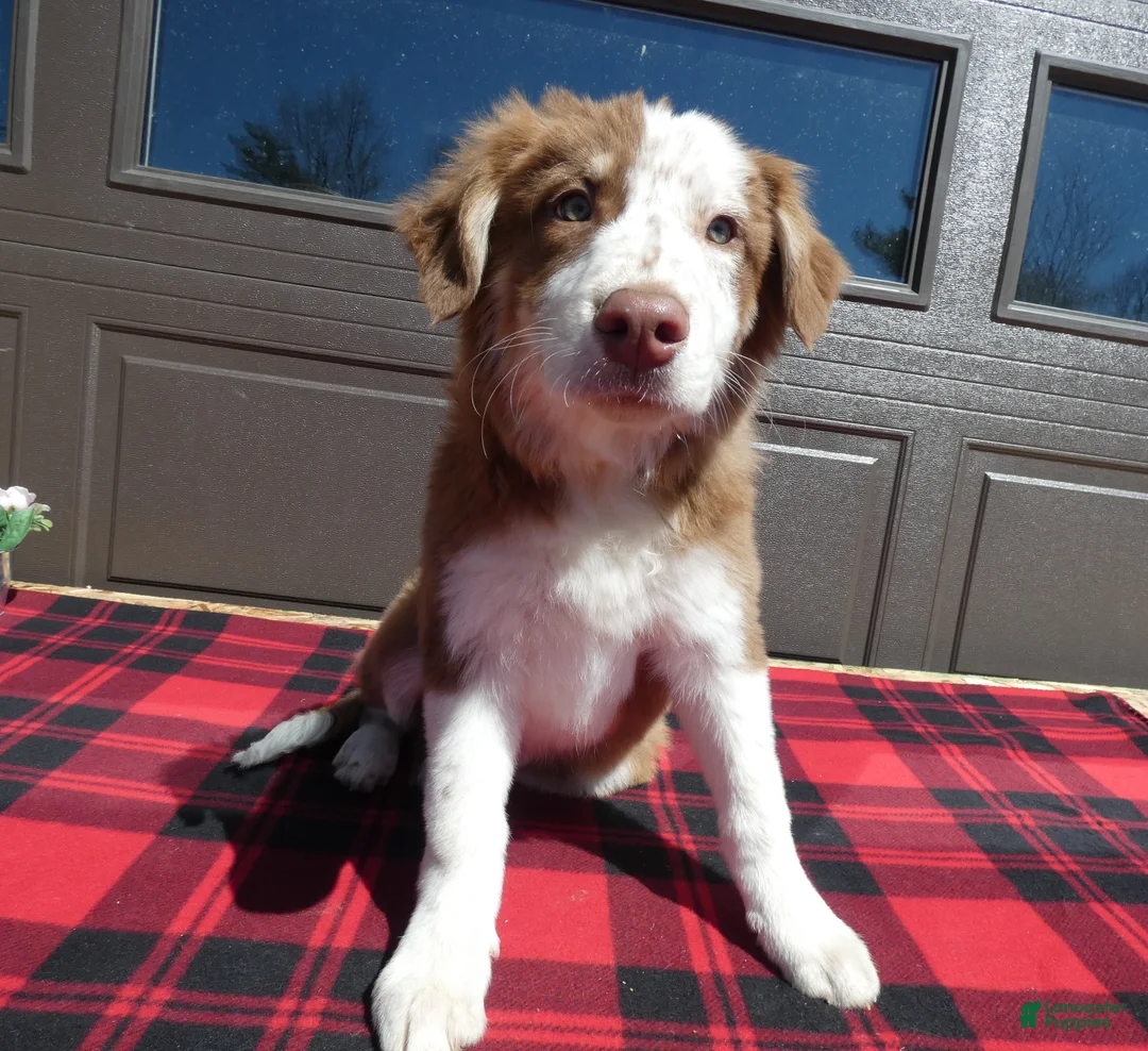 Mixed Breed dogs for sale: Australian Shepherd Puppy 1 Roger - Ad 1