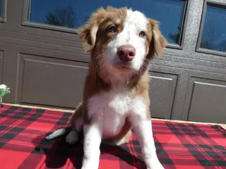 Mixed Breed dogs for sale: Australian Shepherd Puppy 1 Roger - Ad 1