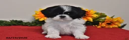 Shih Tzu dogs for sale: Sophie - Ad 3
