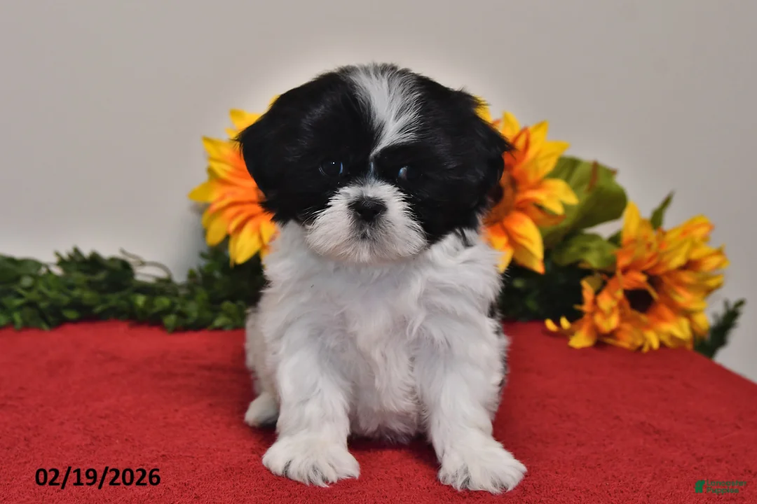 Shih Tzu dogs for sale: Sophie - Ad 3