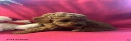 Cockapoo dogs for sale: Candy - Ad 6