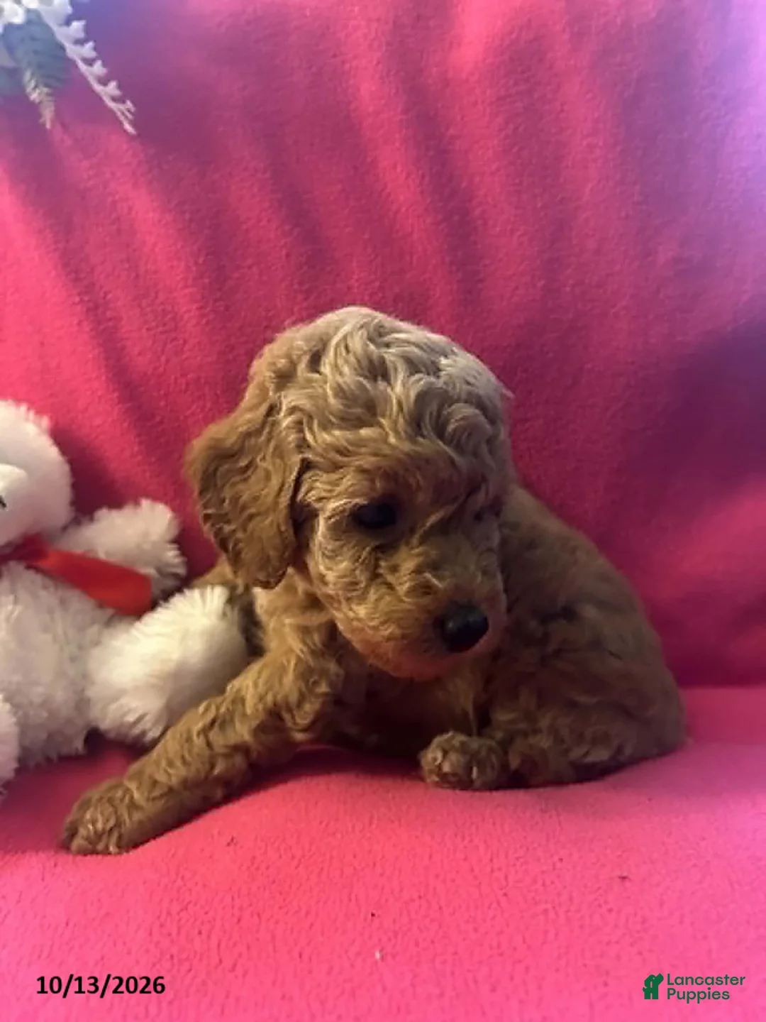 Cockapoo dogs for sale: Candy - Ad 6