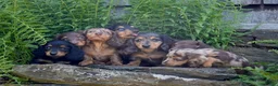 Miniature Dachshund dogs for sale: Waffles - Ad 4