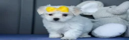 Maltese dogs for sale: PEBBLES - Ad 9