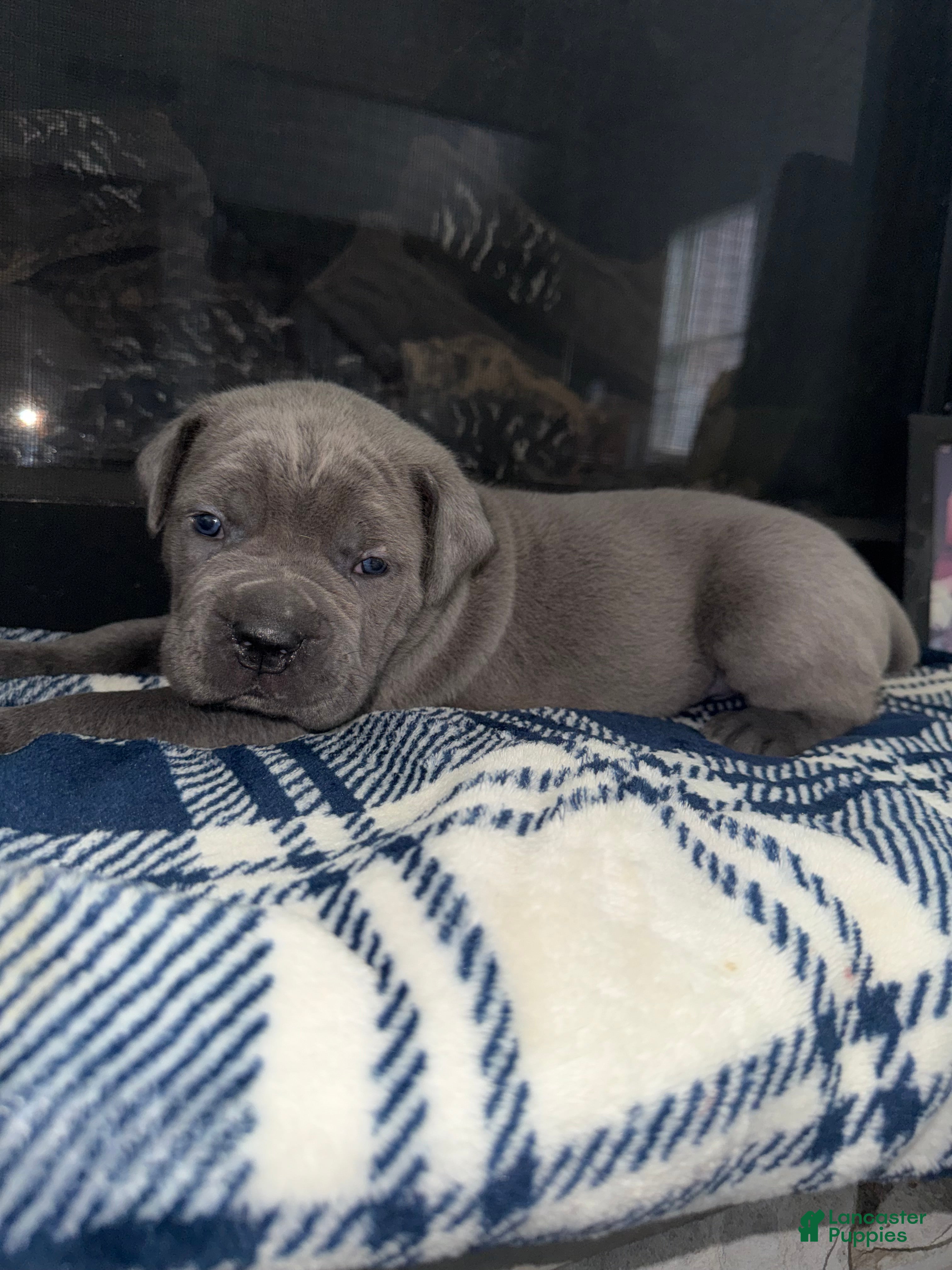 Cane Corso dogs Cane Corso Puppy 1 - Ad 2