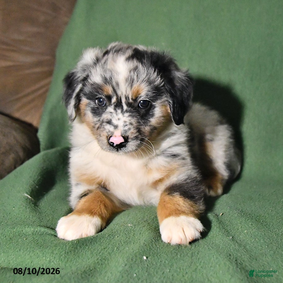 Mixed Breed dogs Beauty - Ad 1
