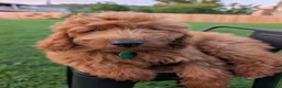 Irish Doodle dogs for sale: Irish Doodle 2 - Ad 5