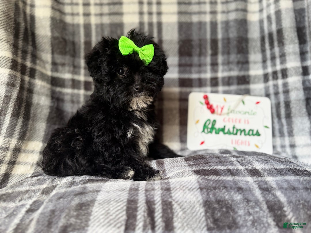 Yorkiepoo dogs for sale: Tinsel  - Ad 7