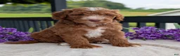 Goldendoodle dogs for sale: Charlie - Ad 8