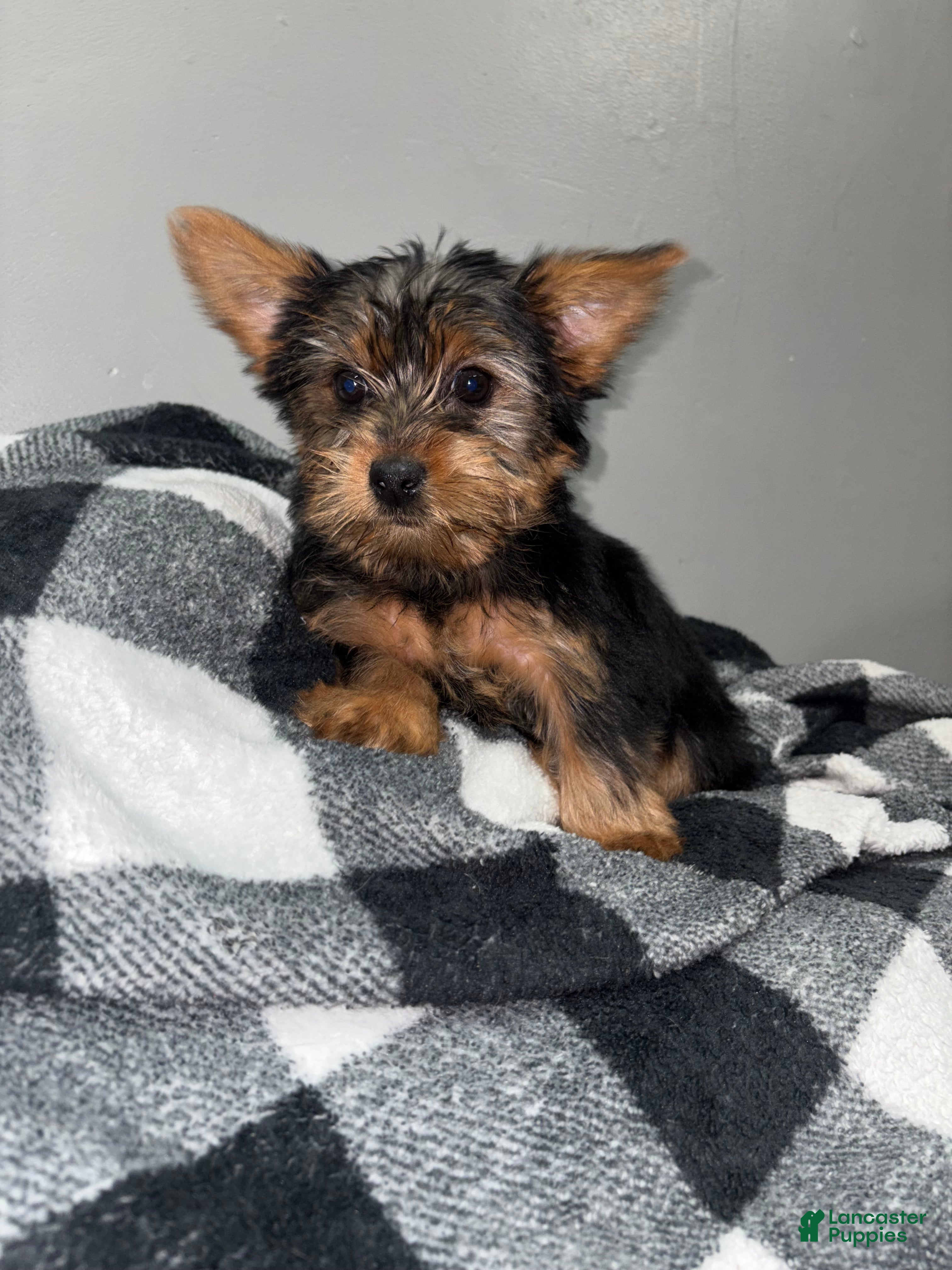 Yorkshire Terrier dogs Daisy  - Ad 23