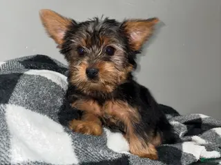 Yorkshire Terrier dogs Daisy - Ad 23