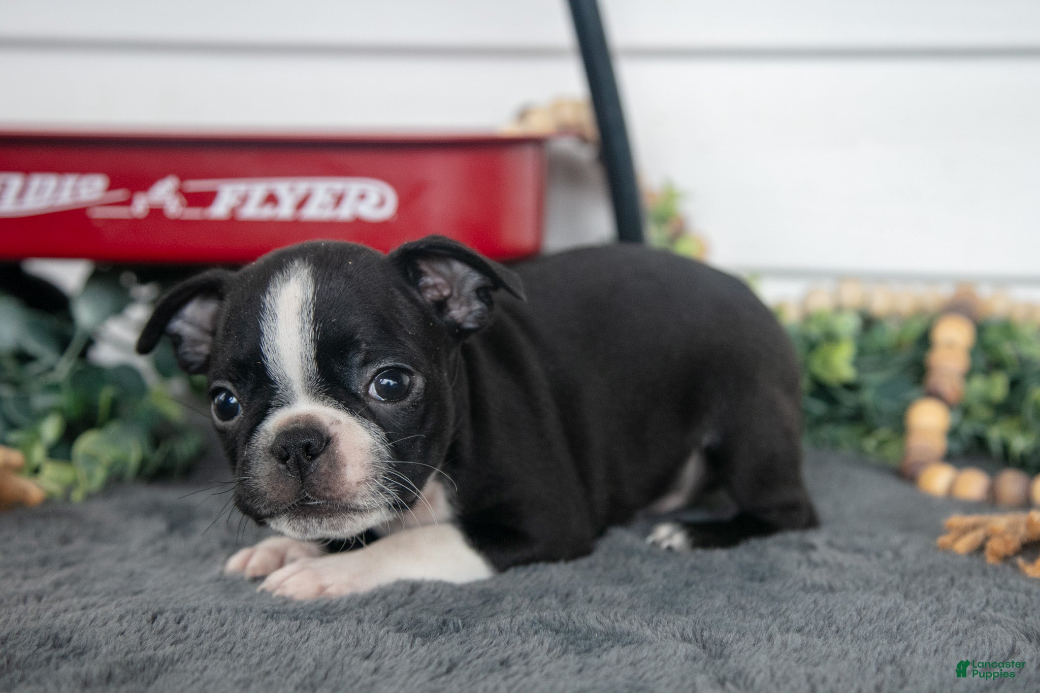 Boston Terrier dogs Mr. Goodbar - Ad 2