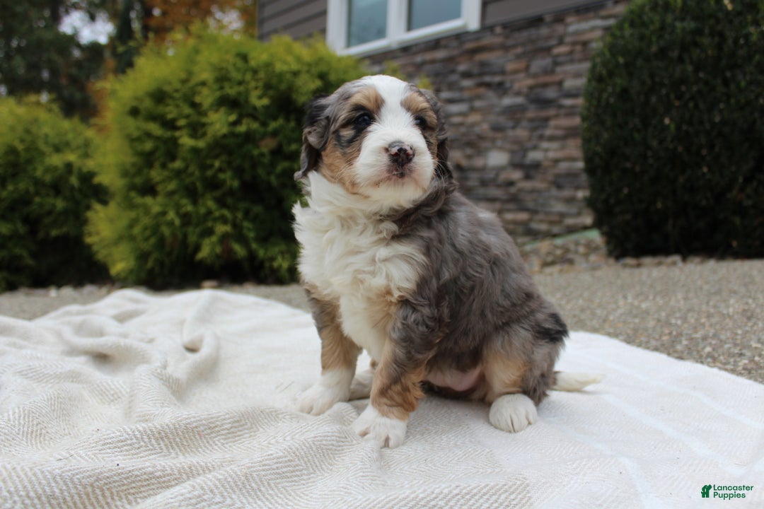 Mini Bernedoodle dogs for sale: Lucia  - Ad 3