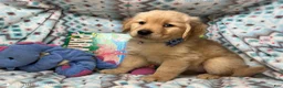 Golden Retriever dogs for sale: Lady Gya  - Ad 4