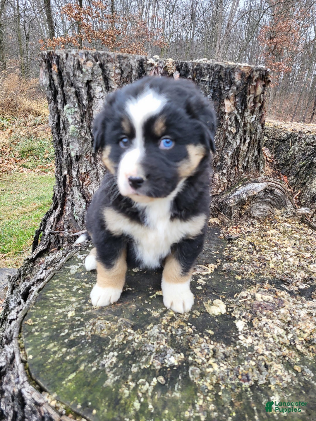 Mixed Breed dogs for sale: Champ - Ad 3