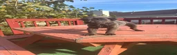 Cane Corso dogs for sale: Cane Corso 1 - Ad 1