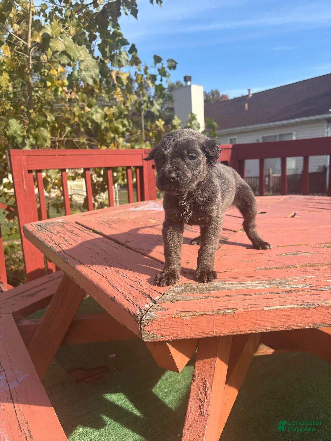 Cane Corso dogs for sale: Cane Corso 1 - Ad 1