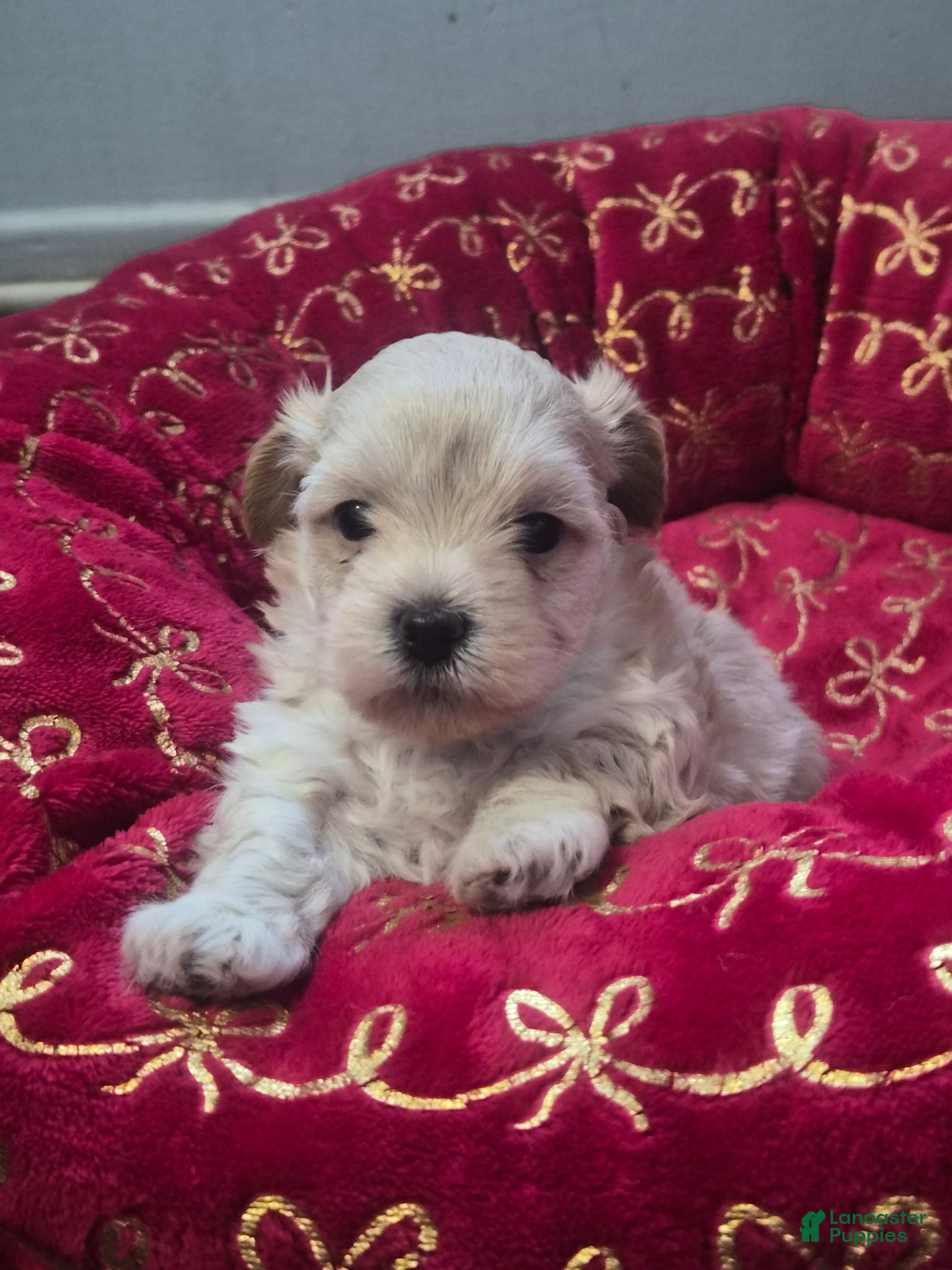 Maltipoo dogs Maltipoo 4 - Ad 20