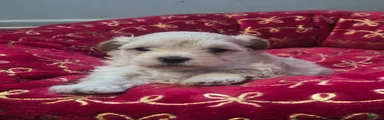 Maltipoo 4