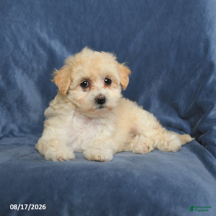 Maltipoo dogs Nora - Ad 2