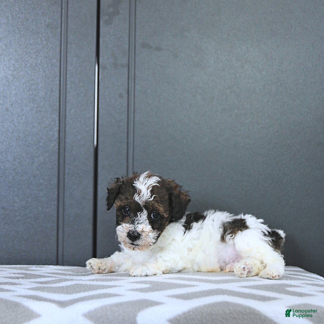 Miniature Poodle dogs for sale: Tucker Extra Small - Ad 7