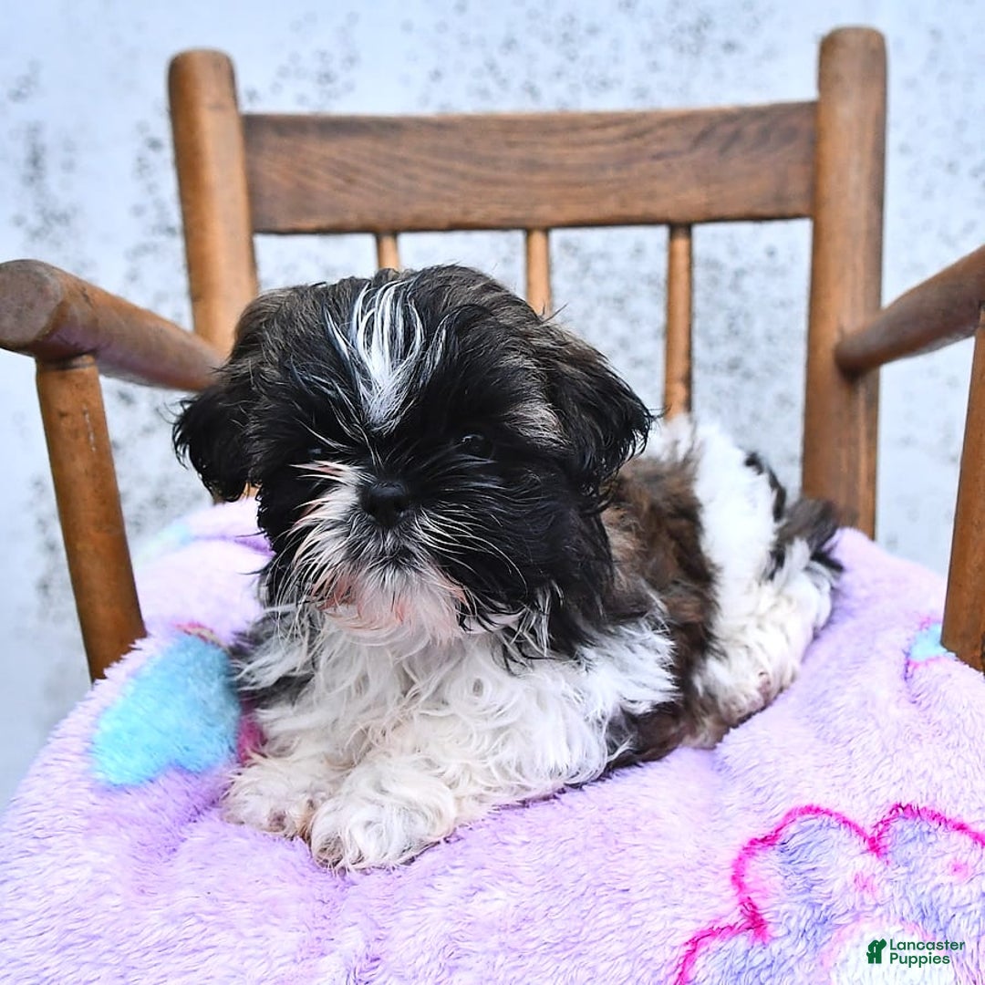 Gallery Image {{count}}