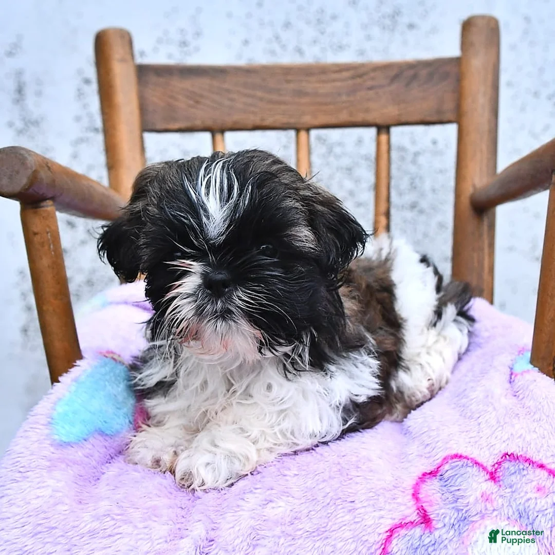 Gallery Image {{count}}