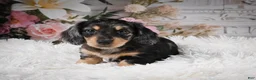 Miniature Dachshund dogs for sale: AKC-Rolo - Ad 8