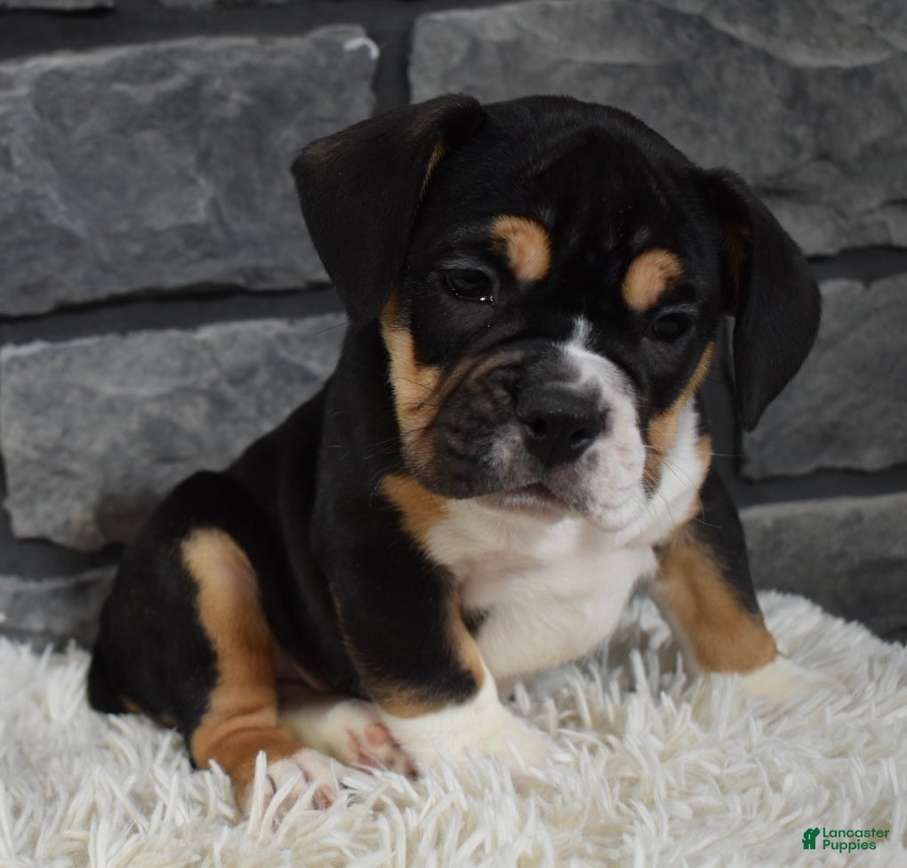 Mixed Breed dogs Diesel  - Ad 17