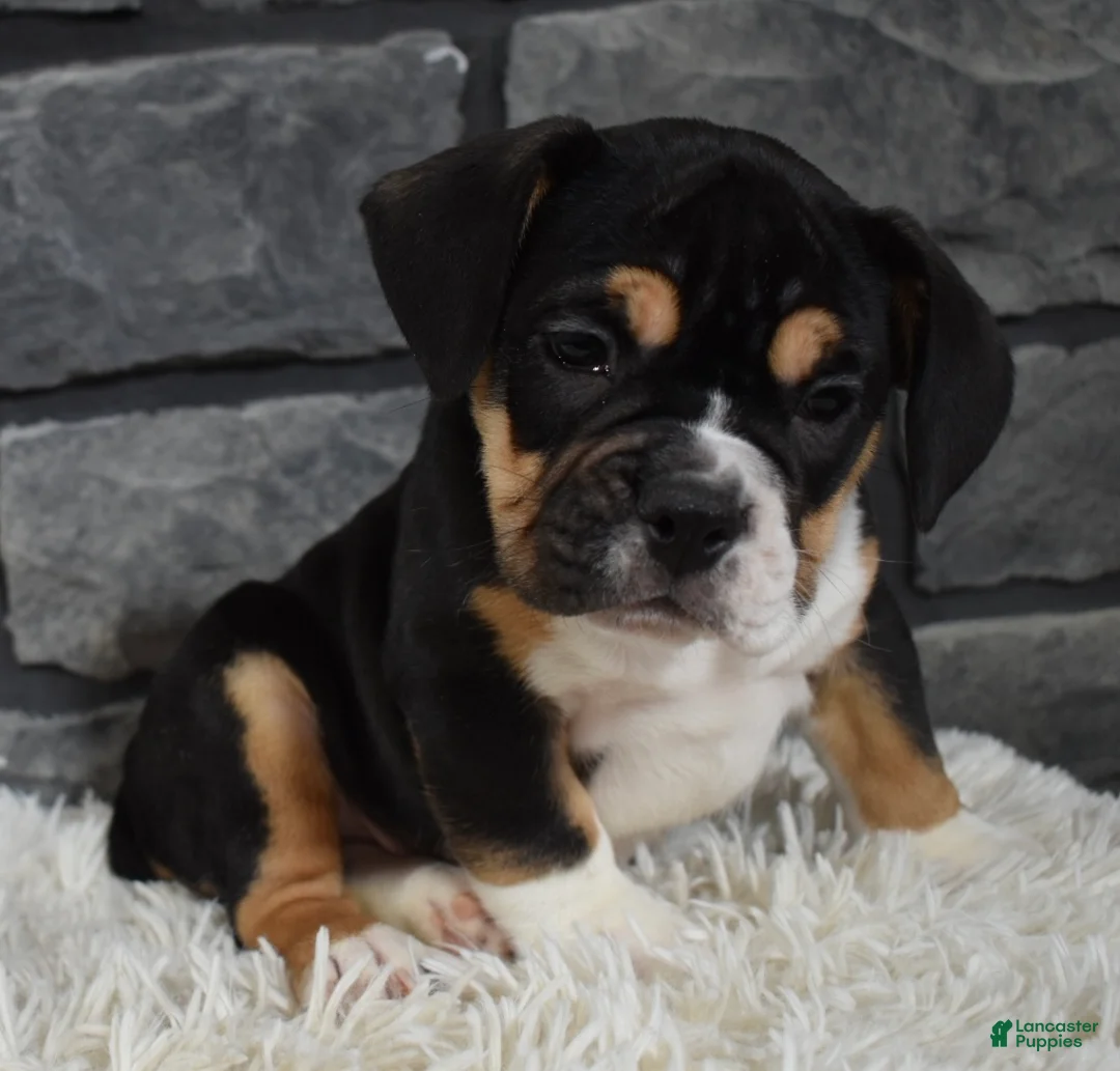 Mixed Breed dogs for sale: Diesel  - Ad 1